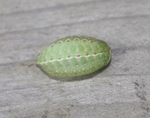 Réf. 189 043 : Apoda limacodes